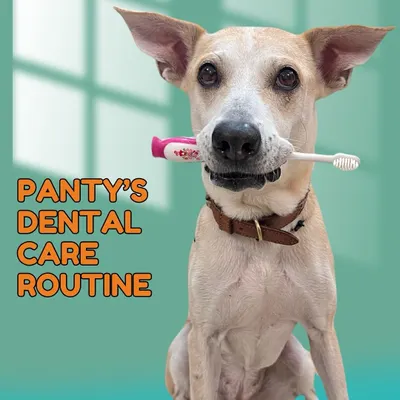 This is Pantu's dental care routine. Keeping a senior dog's teeth clean is crucial for their overall health, and this is the start of a series showing you exactly what I use.