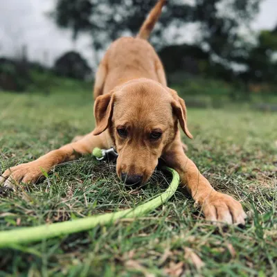 This is Lyka, our 6-month-old Labrador pup, in her element during playtime. She is an active and friendly girl who will thrive in a family that can match her energy and continue her training.