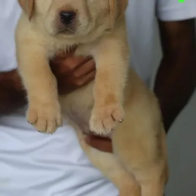 A classic fawn Labrador puppy with the 'heavy bone' structure that is desirable for the breed. This male puppy is KCI certified and has a calm, gentle temperament.