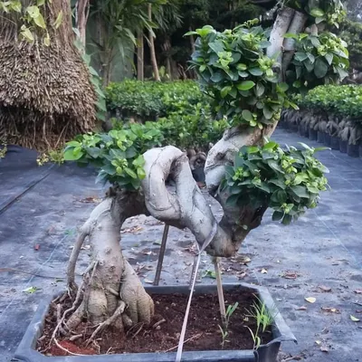 This imported Chinese Ficus bonsai is a true piece of art. Its twisted trunk and carefully shaped foliage make it a perfect centerpiece for a high-end garden, balcony, or even a large indoor room.
