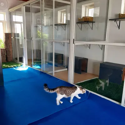 A curious cat exploring our dedicated cattery. The blue flooring is soft on their paws, and the glass rooms give them a great view.