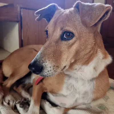 Just look into Ringo's eyes. You can see the loyalty, the love, and the thankfulness for a safe and happy life. There is no better breed than a rescued one, and with Indie dogs, you get a bond that is truly unbreakable.