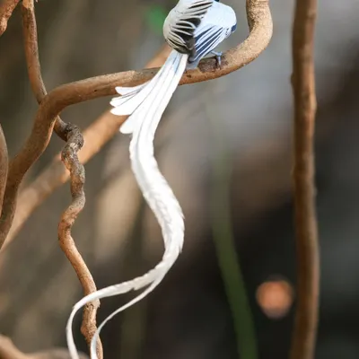 The white morph of the Asian Paradise Flycatcher is poetry in motion. Its long, ribbon-like tail sways gracefully as it flits through the branches.