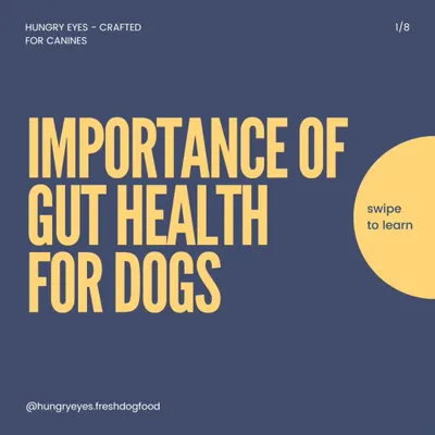 We believe that understanding your dog's gut health is fundamental to their overall well being. This is the start of our guide explaining why it's so important for their long term health.