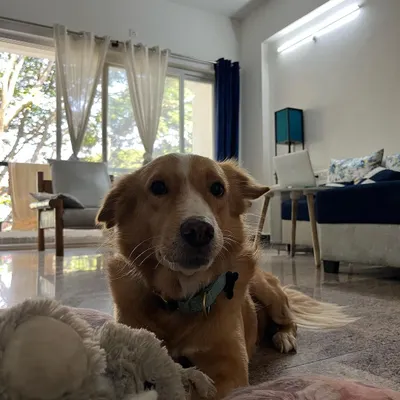 Meet Luffy, an 8-year-old rescue with the heart of a boss and a sweetheart. He's resting here with his favorite toy after a busy session of supervising the neighborhood from the balcony.