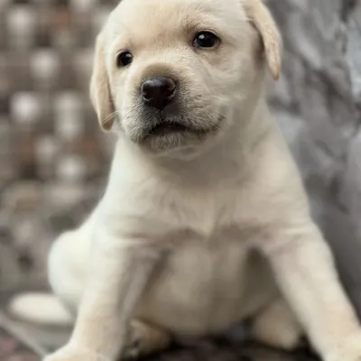 This adorable cream Labrador puppy is available for a new home. Labs are known for being one of the best family-friendly dog breeds, and this little one is a prime example.