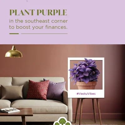 To activate your financial zone, Vastu suggests placing purple plants in the southeast corner. I can help you choose the perfect purple plant, like an Aglaonema or Coleus, to invite abundance.
