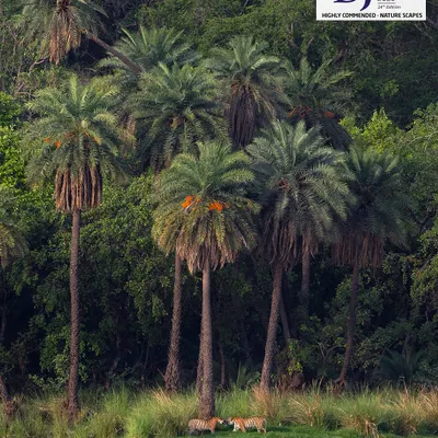 My photo, "A Tiger’s Oasis," received a Highly Commended Award at the 2025 DJ Memorial Photography Awards. It's a quiet moment that I feel captures the serene side of these powerful animals.
