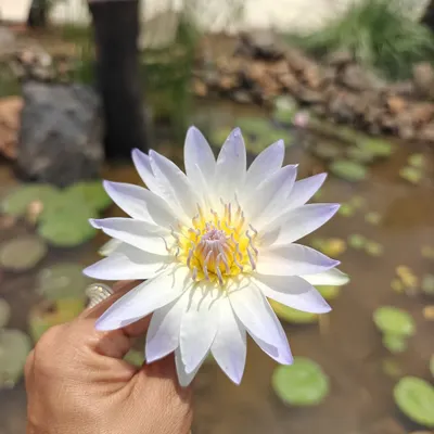 The water lily will always have our heart. Here, Komal holds a beautiful day-blooming variety from one of our recent pondscaping projects.