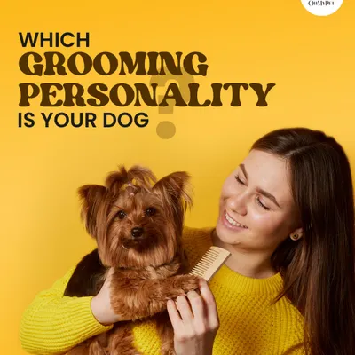 So, what's your dog's grooming personality? Are they the chill one, the skeptic, or a total escape artist? I've seen them all and know how to handle each one with care.