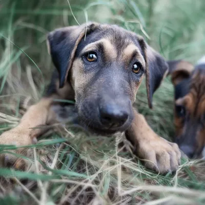 The soulful eyes of a shy puppy hoping for a home. I use a close-up perspective to create an intimate connection and show the vulnerability and sweetness of rescue animals.