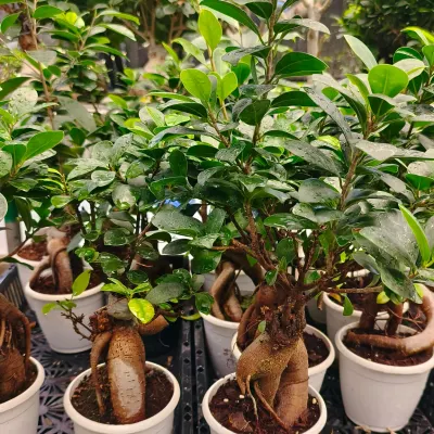 We have a healthy stock of Ficus Bonsai plants, known for their beautiful exposed roots and lush green leaves. These are great for purifying indoor air and adding a sense of calm.