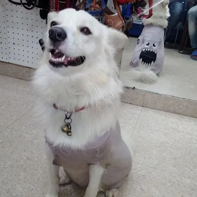 This happy boy is all smiles after his grooming. He's even rocking a cool new shirt from our pet shop.