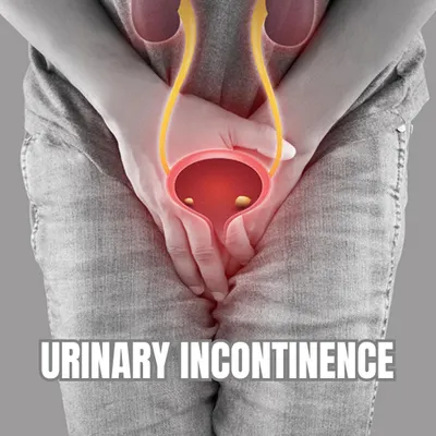 Urinary incontinence is a common but treatable condition. This image shows an anatomical view of the urinary system, highlighting the structures involved that I work to strengthen and coordinate.