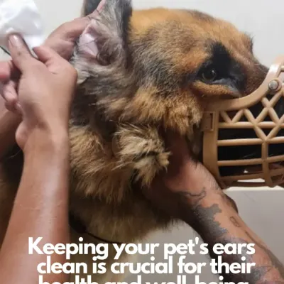 Keeping your pet's ears clean is crucial for their health. This image shows our gentle ear cleaning process, which helps prevent infections, reduce odor, and detect parasites early.