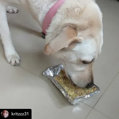 This is Buzz, and he couldn't wait to dig in. He gulped down his entire meal in one sitting. A happy belly makes for a happy dog.