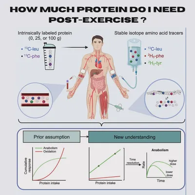 How much protein do you need post-exercise? New research shows that a larger dose of 100g is more effective for muscle repair than 25g, with the anabolic effect lasting over 12 hours. This challenges the old idea of a protein intake "limit."