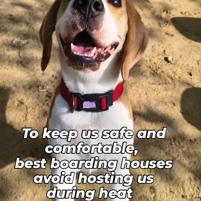 To keep our female guests safe and comfortable, we do not host them when they are in heat. This ensures a stress-free environment for all our dogs.