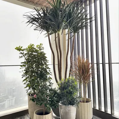 This is my ideal for an outdoor space. A beautiful plant cluster featuring a tall Dracaena, flowering plants, and others in a mix of rustic, lightweight planters. I can help you design a similar vibe for your balcony or deck.