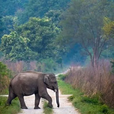 A wild elephant crosses the path ahead. Moments like these are common during our jungle courses, reminding us that we are guests in their home.