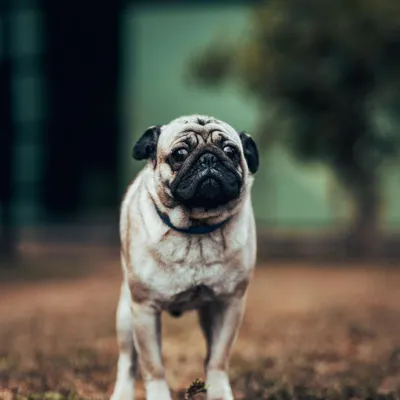 This Pug told me he used to be in the movies but now prefers vacationing at Eva's Inn. I love his expressive face and confident stance.