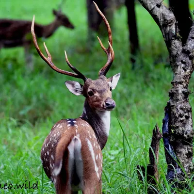 A magnificent Spotted Deer stag looks back over its shoulder, its large antlers creating a majestic silhouette. The lush green background of the monsoon season makes its coat stand out beautifully.