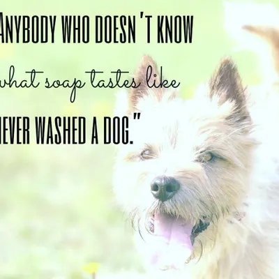 A humorous quote that every dog owner can relate to. If you'd rather leave the splashing and soap-tasting to the professionals, our mobile dog wash service is just a call away.