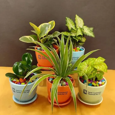 A vibrant collection of branded plant gifts we delivered for Talrak Construction. The assortment includes Spider Plants, Peperomia, and Syngonium in colorful pots, showcasing a variety of options for employee or client appreciation.