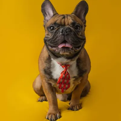 This French Bulldog's personality shines against a brilliant yellow background. The addition of a playful red tie makes this a fun, modern, and eye-catching dog portrait that is full of character.