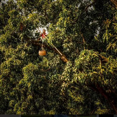 I am incredibly grateful that my image, "Bring Home the Harvest," was shortlisted in the World Food Photography Awards 2025. This photo of a farmer harvesting mangoes in Konkan is a story of hard work and tradition.