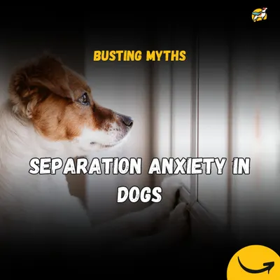 Does your dog panic when you leave? This series debunks the biggest myths about separation anxiety. We cover common misconceptions about crate training, punishment, and medication to help you find an effective, positive solution.