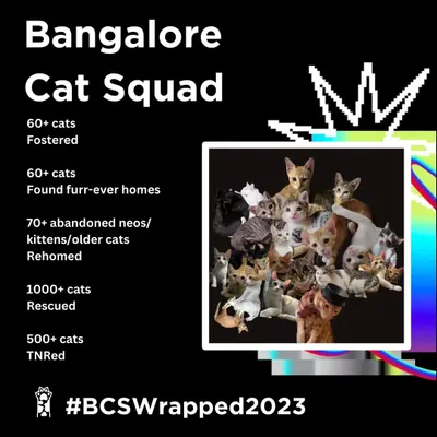 You've heard of Spotify Wrapped, now get ready for our #BCSWrapped2023. We are proud to share the numbers that defined our year: over 1000 cats rescued and hundreds fostered, rehomed, and treated. We couldn't do it without you.