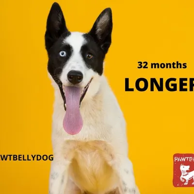 A fresh food diet can make a huge difference. Studies show that feeding real food can extend a dog's life by up to 32 months. It's a long-term investment in more happy, healthy years with your best friend.