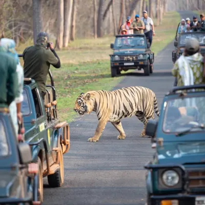A bold male tiger confidently crosses the safari track in Tadoba, unfazed by our presence. These are the unpredictable, thrilling moments I help you capture on my guided photography tours, where patience and knowledge of the terrain lead to unforgettable wildlife encounters.
