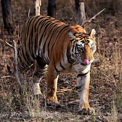 And from behind the tangle of the summer wilderness, like a ghost, the great cat emerges. It treads softly on the dry carpet of leaves, making its way towards water. In that moment, a flutter of excitement erupts over the wilds of Central India.