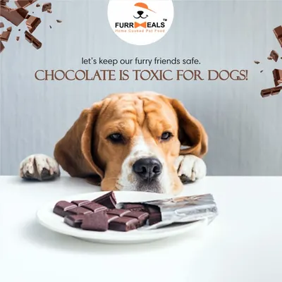 A crucial reminder for every pet parent: chocolate is toxic for dogs. While it's a treat for us, it can cause serious health issues for them. Let's keep our furry friends safe by never sharing our sweets.
