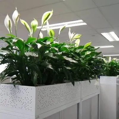 For office spaces, I install these long planters with air-purifying Peace Lilies directly on cubicle dividers. It's a simple way to bring nature indoors, improve the work environment, and add a modern aesthetic without using floor space.
