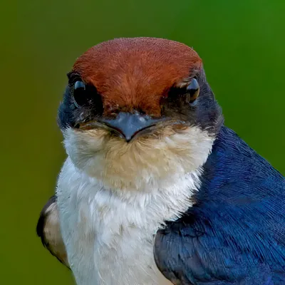 A close-up portrait of a Wire-tailed Swallow. It seems to be watching me as intently as I am watching it, a moment of mutual observation.