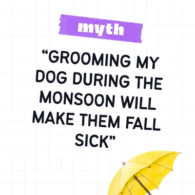 Myth: Grooming your dog during the monsoon will make them sick. Let's bust this myth right now. Keeping your dog clean and dry is actually essential for preventing skin infections during wet weather.