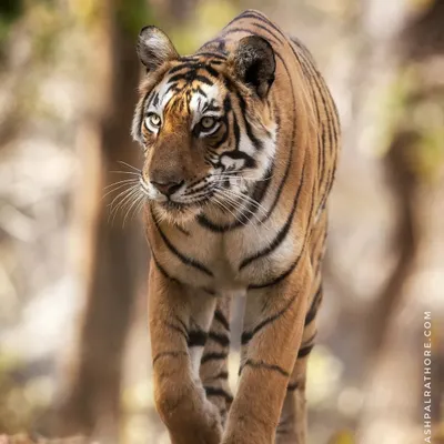 The Queen of Ranthambore, a tigress known as Arrowhead, on her territorial patrol. Capturing a direct, eye-level walk like this requires anticipation and positioning, resulting in a powerful and engaging portrait.