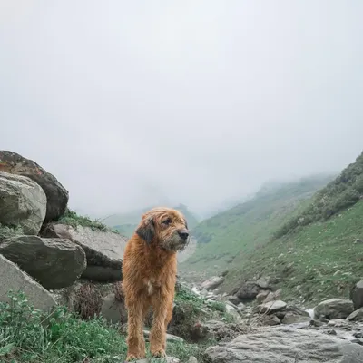 A majestic Baan, or Gaddi dog, standing proudly in a misty Himalayan valley. These working dogs are perfectly adapted to their environment, and capturing them in their natural landscape tells a powerful story of resilience and freedom.