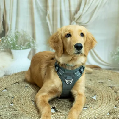 Here is my Golden Retriever puppy, Phoebe, relaxing during her studio session. The soft, neutral background helps her sweet face and curious eyes become the complete focus of the portrait.