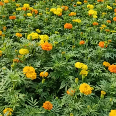 A field of bright orange and yellow marigolds at my nursery. These are excellent for festive decorations, temple offerings, or creating a vibrant flower bed in your garden.