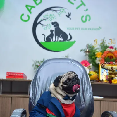 Meet the boss. This little guy represents our motto: Your Pet, Our Passion.