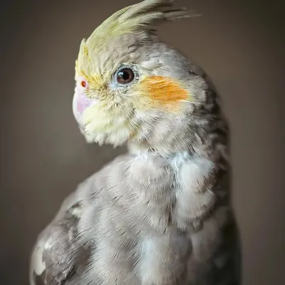 The handsome Momo, a cockatiel who was a natural model. His curious head tilt and the soft lighting make for a beautiful, classic bird portrait.