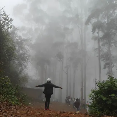 A trekker stands with arms outstretched in the iconic misty pine forests of Kodaikanal. It feels like walking into a dream.