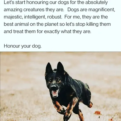 We must honour our dogs for the amazing creatures they are. They are majestic, intelligent, and robust. Let's stop killing them with kindness and treat them for exactly what they are: dogs.