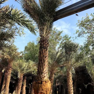 This shows the process of tree relocation. A mature Date Palm is carefully lifted with its root ball intact, ready to be transported and planted at its new home, ensuring its health and survival.