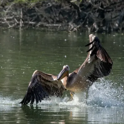 A Great White Pelican makes a dramatic landing, splashing into the water with its huge wings spread wide.