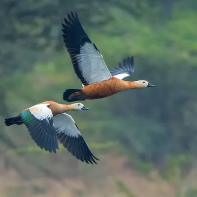 A pair of Ruddy Shelducks in perfect synchronized flight. Capturing two birds flying together like this requires tracking skills and a bit of luck.
